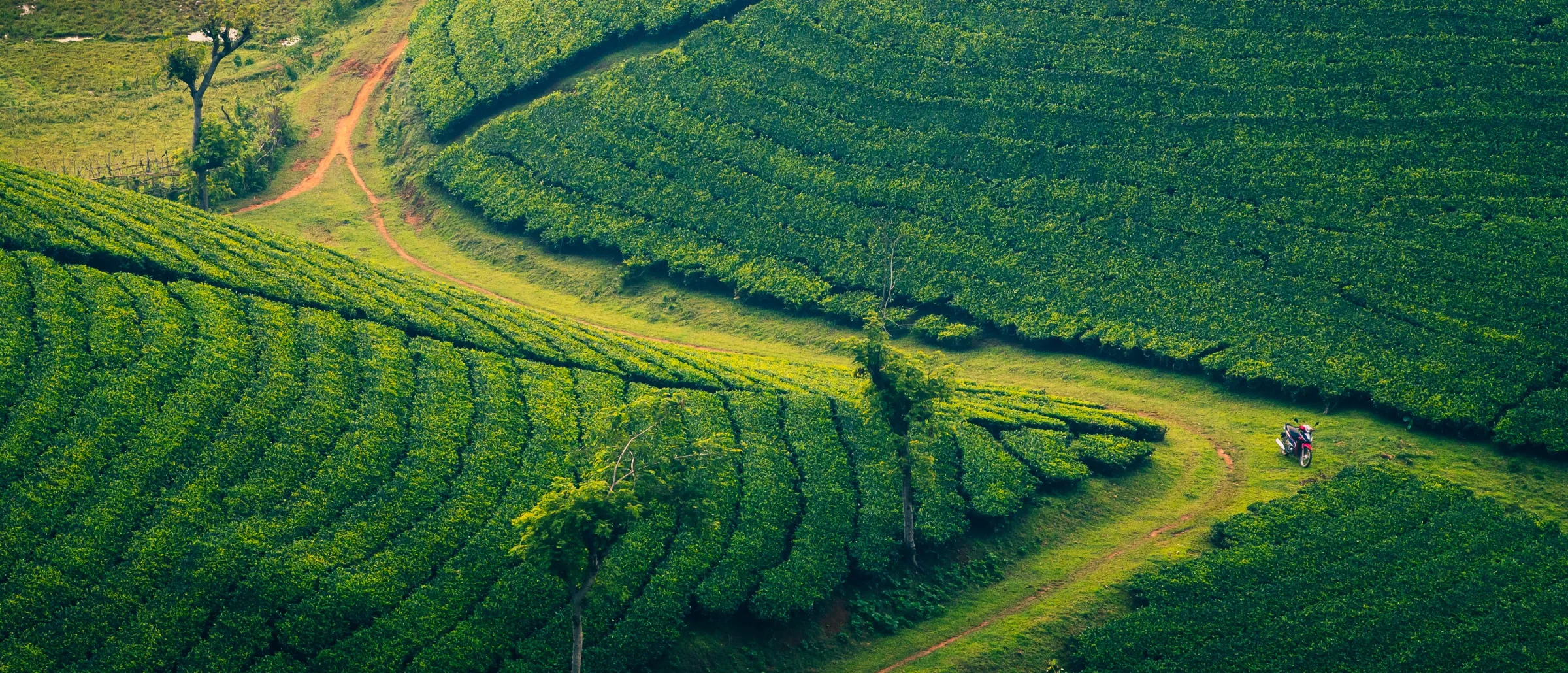 Plantations de thé et végétation luxuriante du Kerala, Inde du Sud